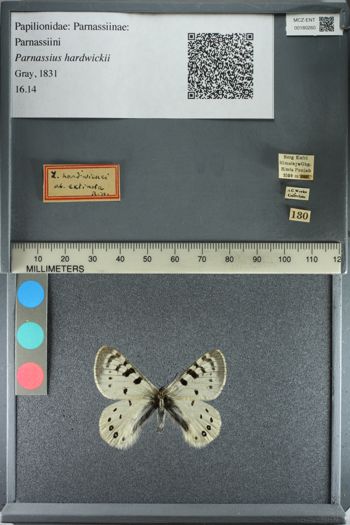 Media type: image;   Entomology 180260